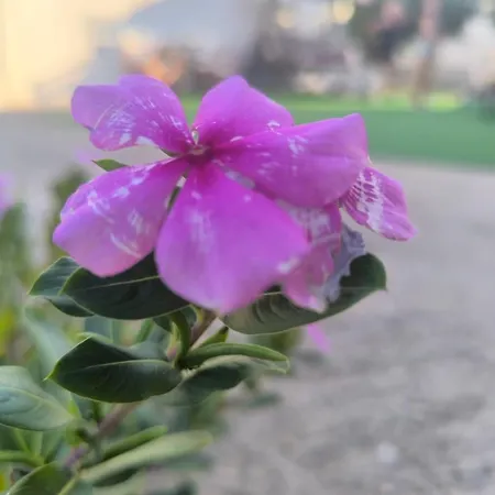 Εξοχική Μονοκατοικία με αυλή και εξωτερική αποθήκη-Country house with yard&external warehouse Appartement Dhermatianika