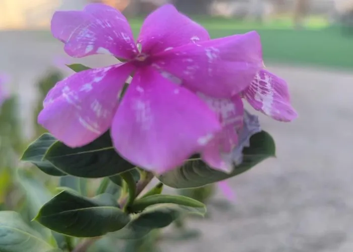 εξοχική μονοκατοικία με αυλή και εξωτερική αποθήκη-country House With Yard And External Warehouse דירה Dhermatianika